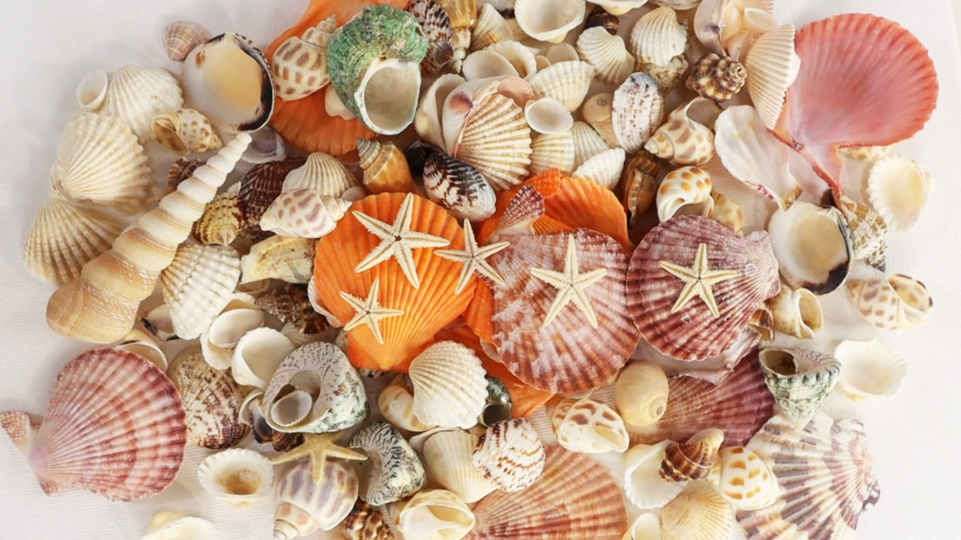 Amazon.com: WEOXPR Mixed Sea Shells, 100+ Pcs Beach Seashells